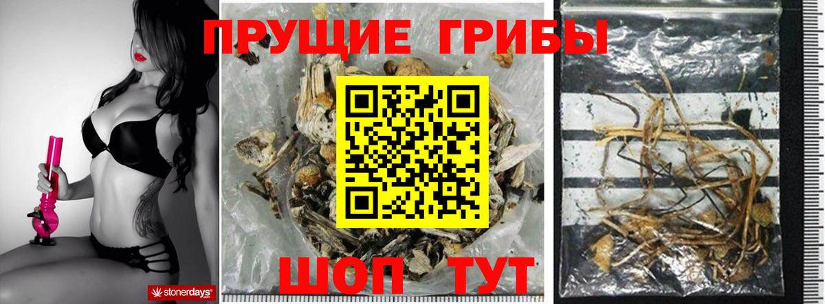 Галлюциногенные грибы Psilocybine cubensis Новокубанск